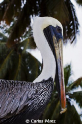 Male beauty..at Aguadilla Puerto Rico by Carlos Pérez 